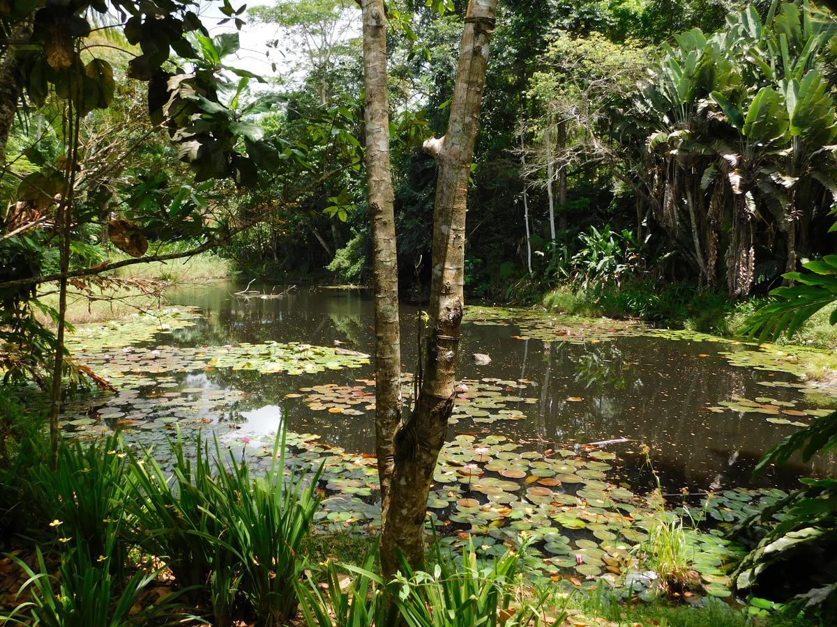 Rainforest Eco Lodge Σούβα Εξωτερικό φωτογραφία