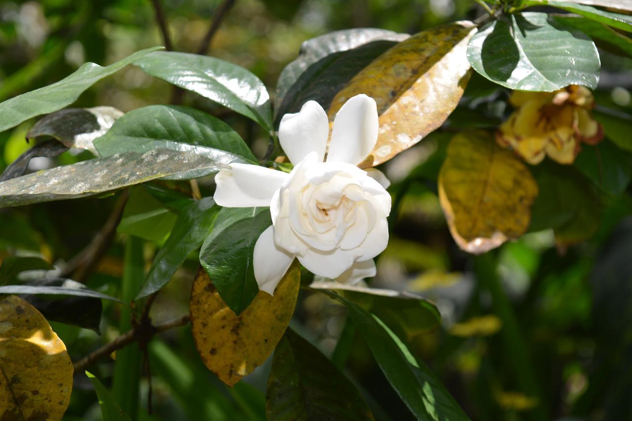 Rainforest Eco Lodge Σούβα Εξωτερικό φωτογραφία