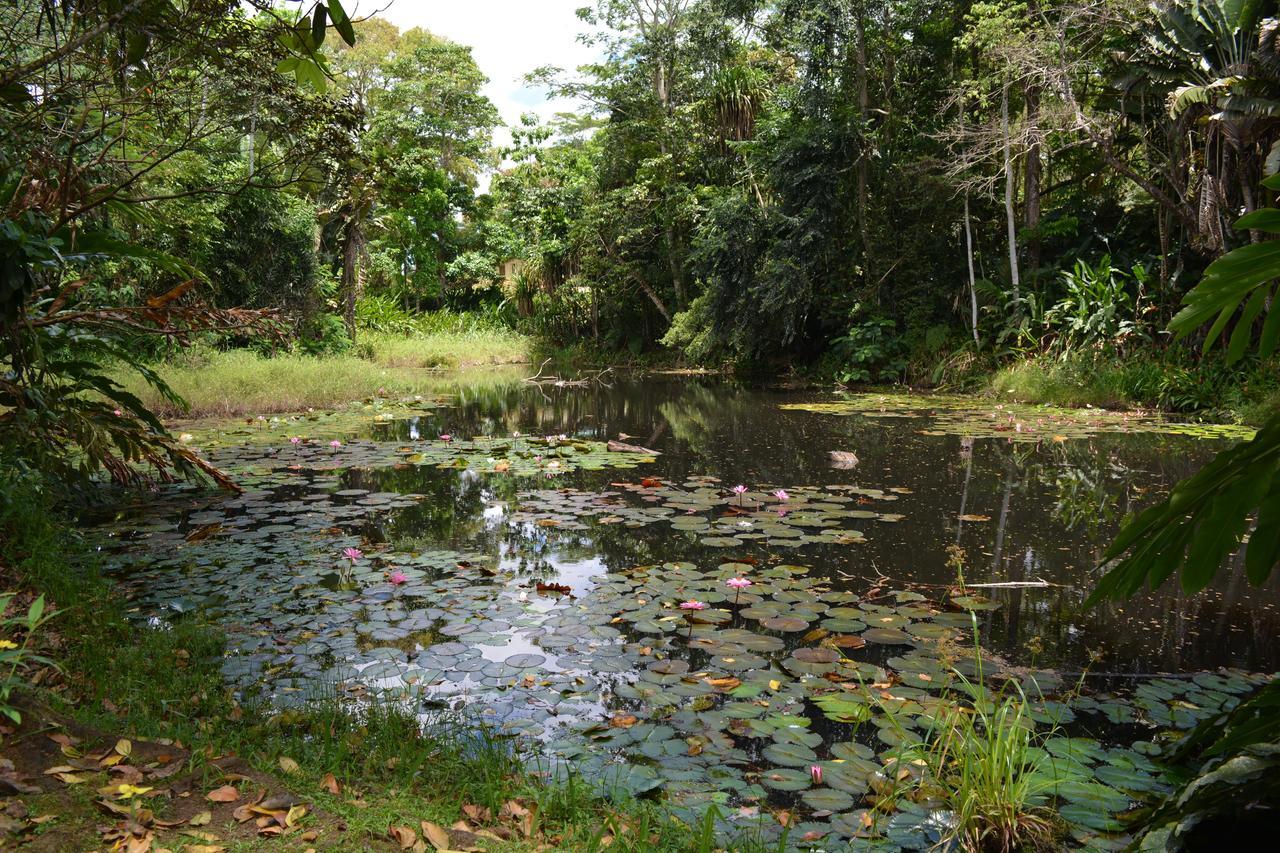 Rainforest Eco Lodge Σούβα Εξωτερικό φωτογραφία