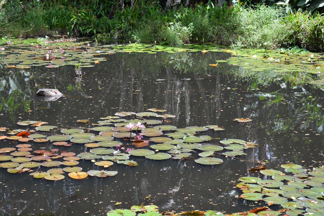 Rainforest Eco Lodge Σούβα Εξωτερικό φωτογραφία