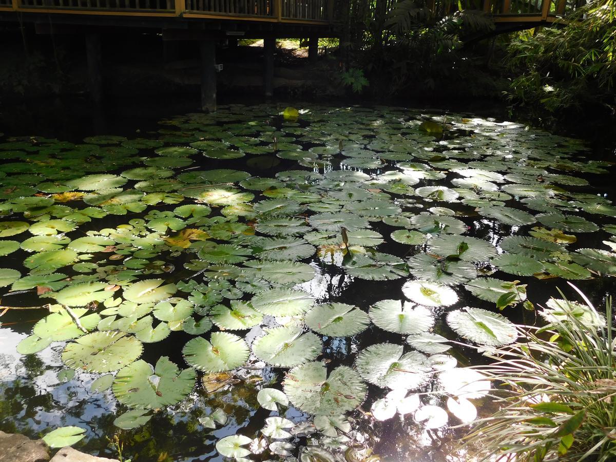 Rainforest Eco Lodge Σούβα Εξωτερικό φωτογραφία