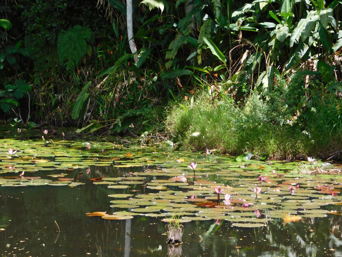 Rainforest Eco Lodge Σούβα Εξωτερικό φωτογραφία