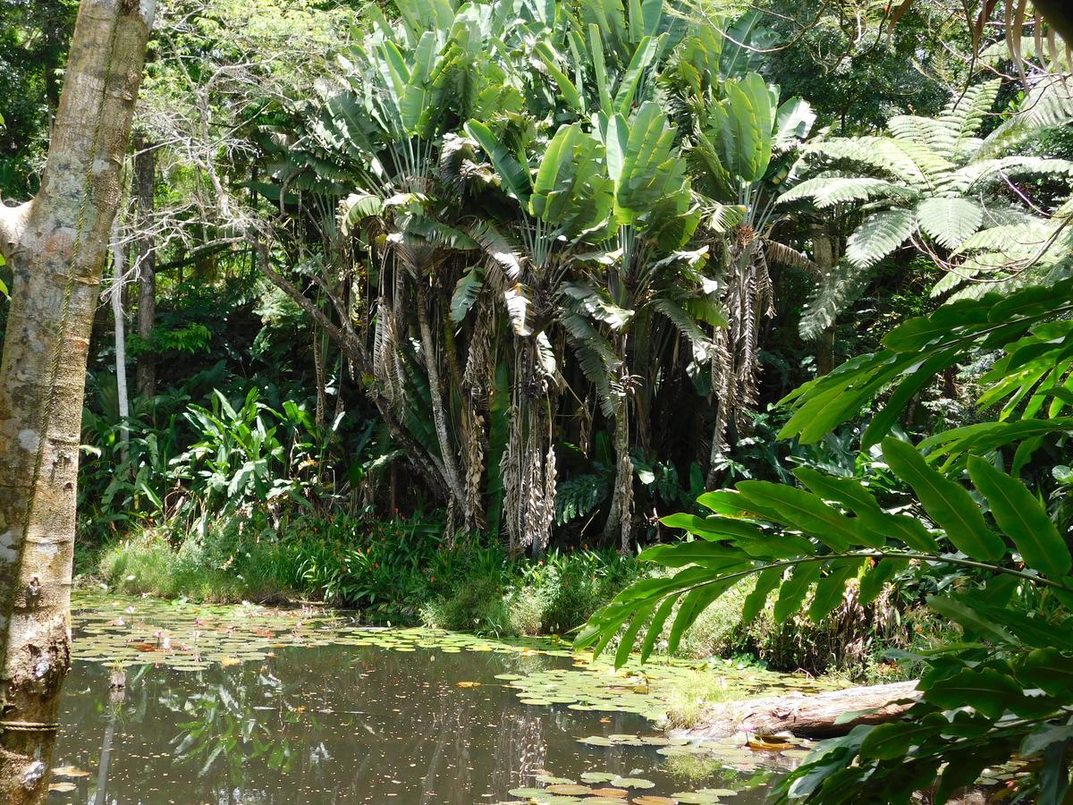 Rainforest Eco Lodge Σούβα Εξωτερικό φωτογραφία