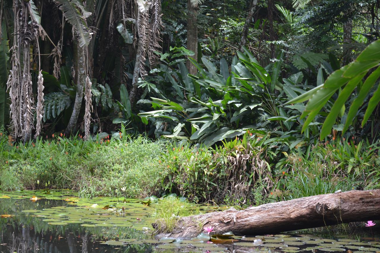 Rainforest Eco Lodge Σούβα Εξωτερικό φωτογραφία