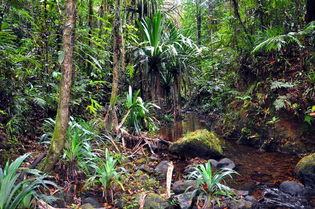 Rainforest Eco Lodge Σούβα Εξωτερικό φωτογραφία